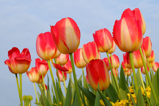 Close-up of Tulips in springtime