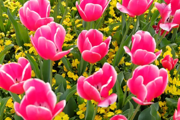 Close-up of Tulips in springtime, selective focus