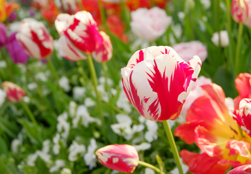 Close-up of Tulips in springtime