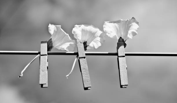 Left Out to Dry