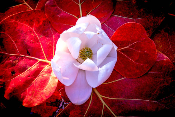 White Magnolia flower and red sea grape leaves
