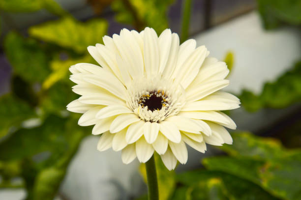 istock daisy in the garden. 668676902