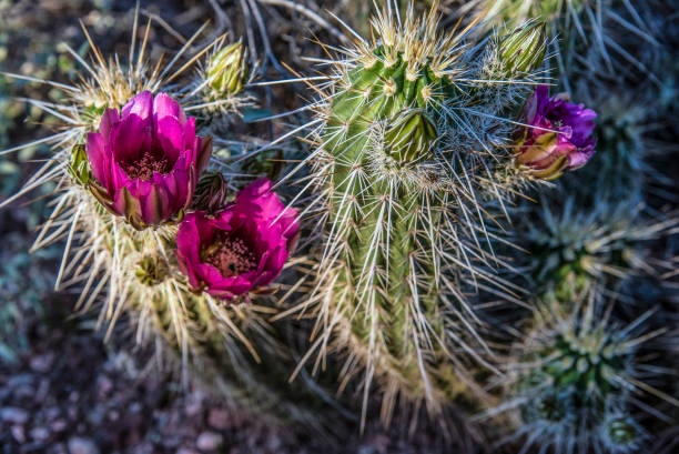 flor de cacto roxo - flower cactus hedgehog cactus desert - fotografias e filmes do acervo