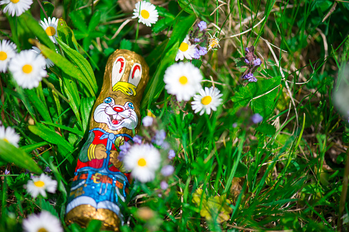 Wrapped chocolate easter bunny in a grassy field
