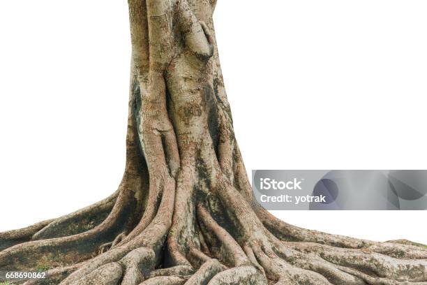 Roots Of A Tree Isolated On White Background Stock Photo - Download Image Now - Root, Tree, Cut Out
