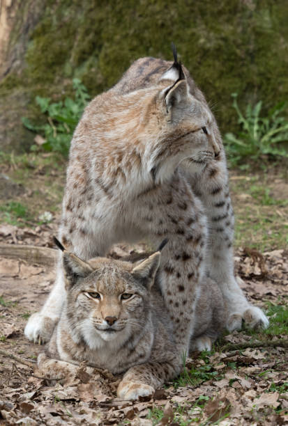 istock Mating season for Eurasian lynx (Lynx lynx) 668691460