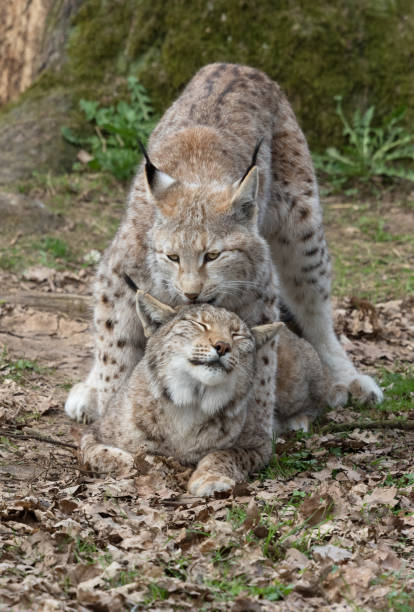 istock Mating season for Eurasian lynx (Lynx lynx) 668691464