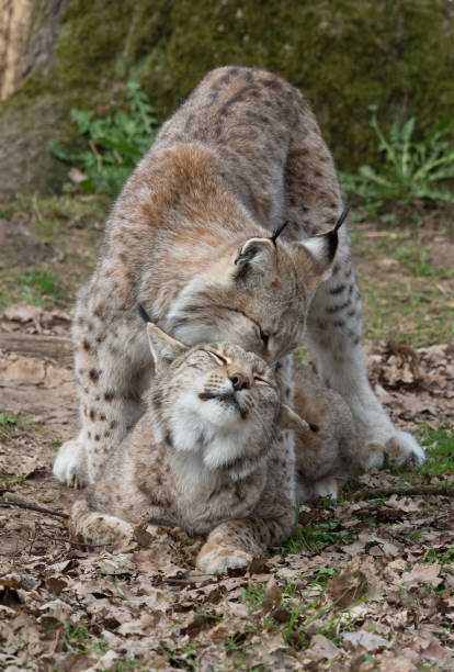 istock Mating season for Eurasian lynx (Lynx lynx) 668691470