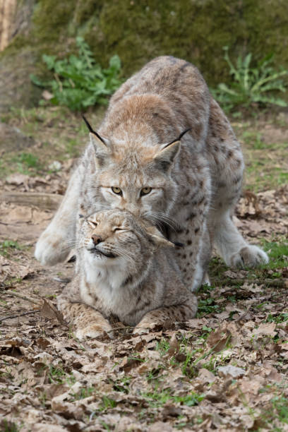 istock Mating season for Eurasian lynx (Lynx lynx) 668691474