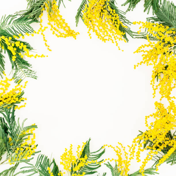 istock Frame of mimosa flowers on white background. Flat lay, Top view. 668691990