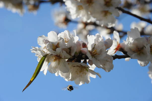 istock Almond blossom in Spain 668694446