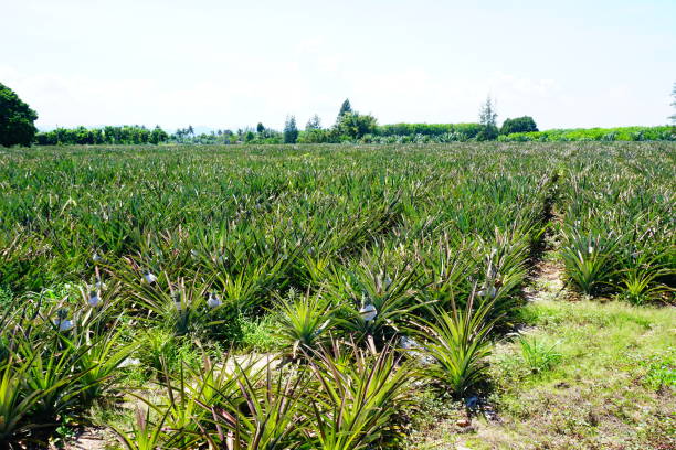 istock Pineapple Agriculture Plantation 668694812