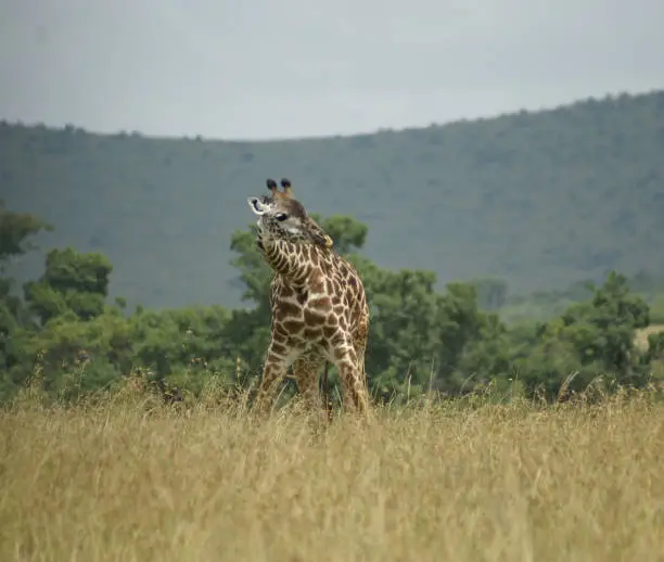 Photo of bending giraffe