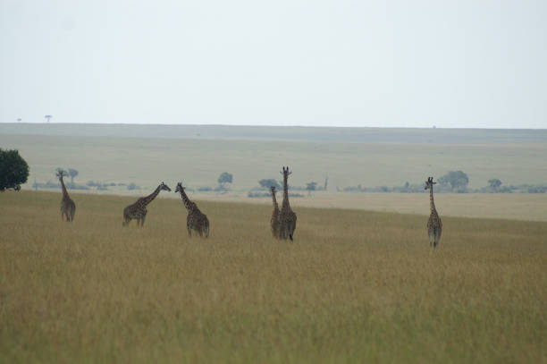 istock family of giraffes 668698742