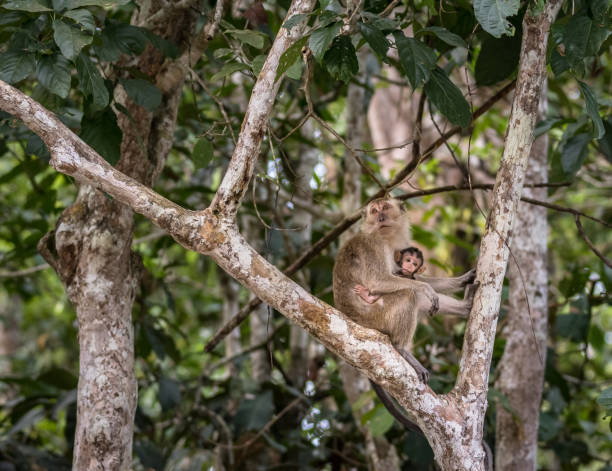 야생 아기 긴 꼬리 원숭이 어머니 로부터 모유를 빠는 - animal ape monkey bonding 뉴스 사진 이미지