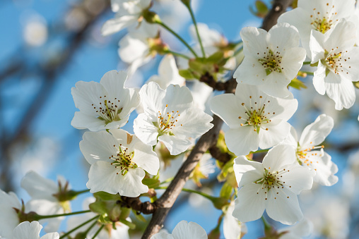 White Cherry blossoms and blue sky