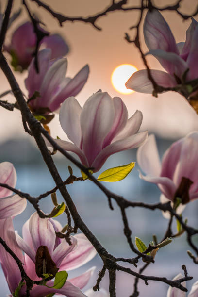 магнолия на закате - spring magnolia flower sky стоковые фото и изображения