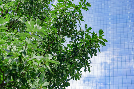 A green tree grows infant of a huge modern glass skyscraper, obscuring it on a sunny day.