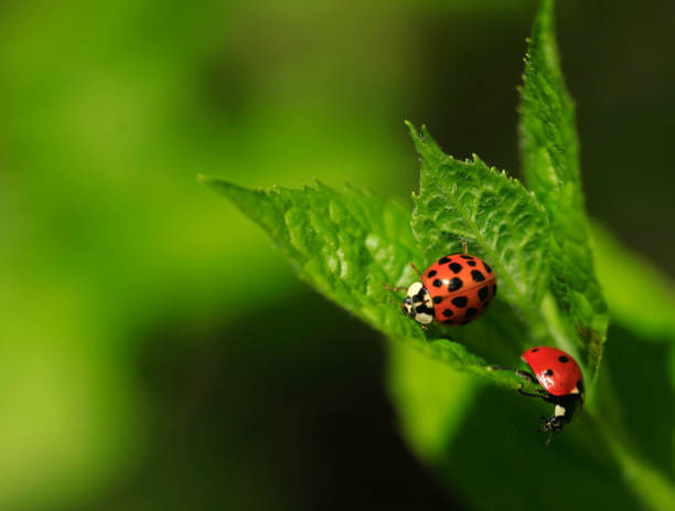 赤いてんとう虫 ��オン グリーン - ladybug insect leaf beetle ストックフォトと画像