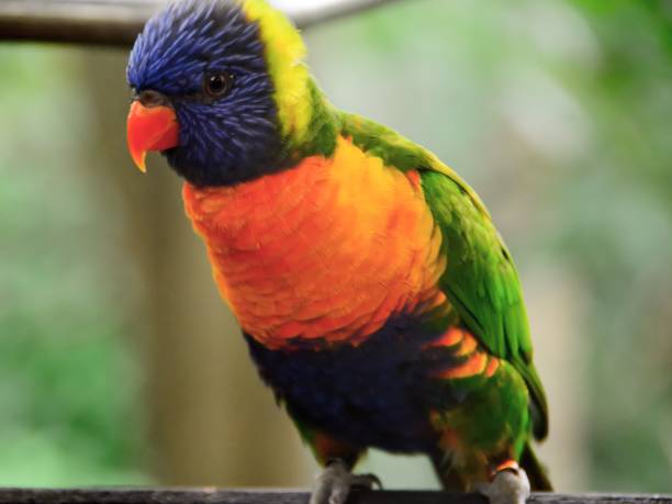 istock Birds of color 668736824