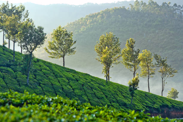 istock Tea plantations in Kerala, South India 668740448