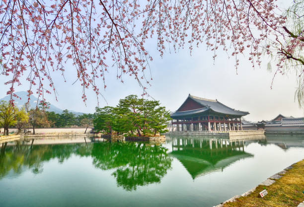 istock Sakura at Gyeongbokgung palace 668741110