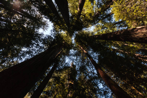 istock Deep in the Redwood Forest 668743856