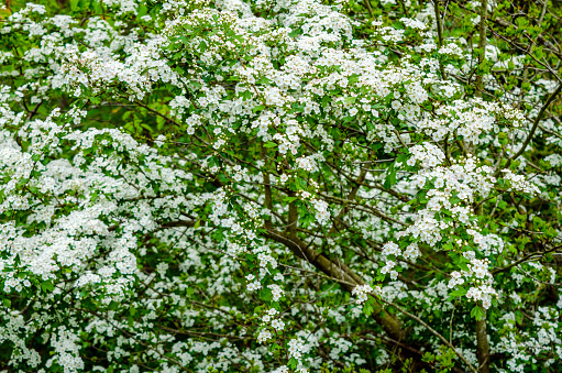 Small tree full of white flowers.