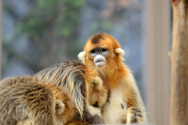 Golden snub-nosed monkey Golden snub-nosed monkey selective focus seoul zoo stock pictures, royalty-free photos & images