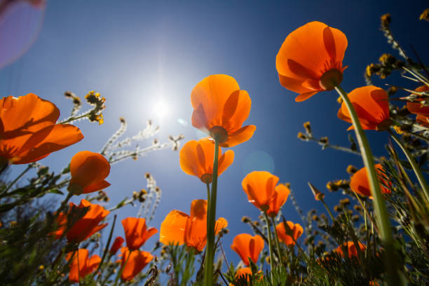 California Poppy Fields Looking up towards the sky through California Poppies at Antelope Valley. antelope valley poppy reserve stock pictures, royalty-free photos & images