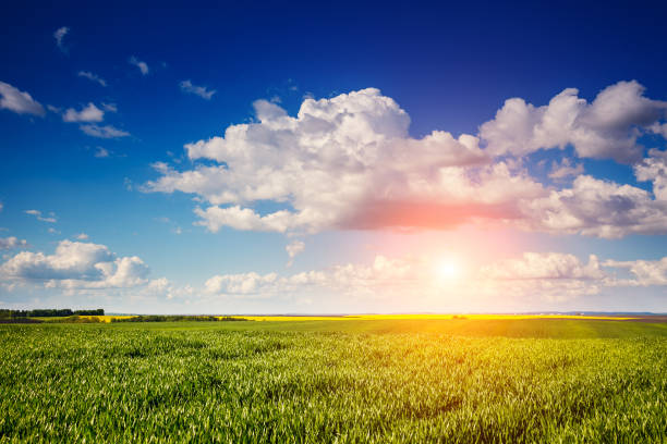 istock Beautiful sunny day in the field with white fluffy clouds 668764198
