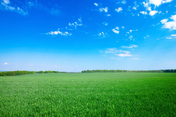 istock field on a background of the blue sky 668766976