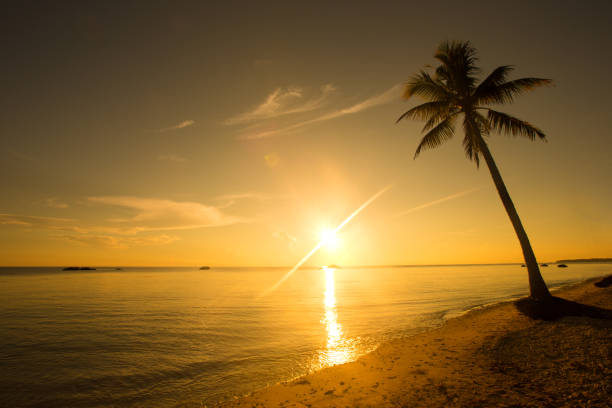 istock tropical beach in Sri Lanka 668767082