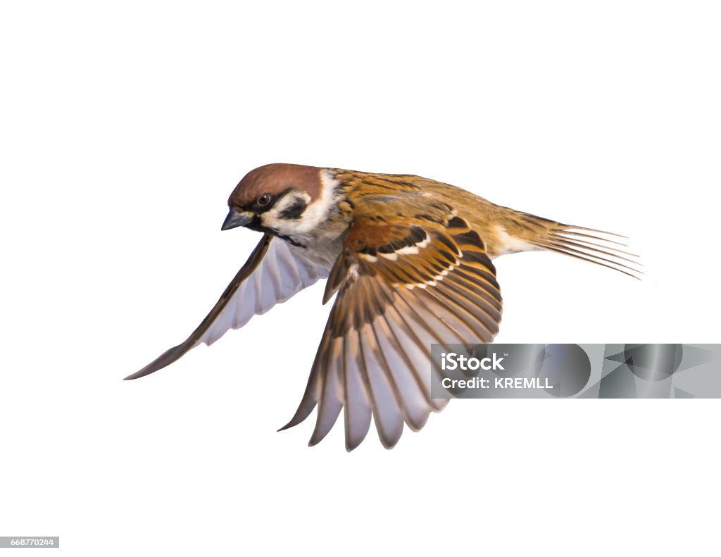 Bird sparrow on white background. A bird flying a sparrow on a white background. Bird Stock Photo