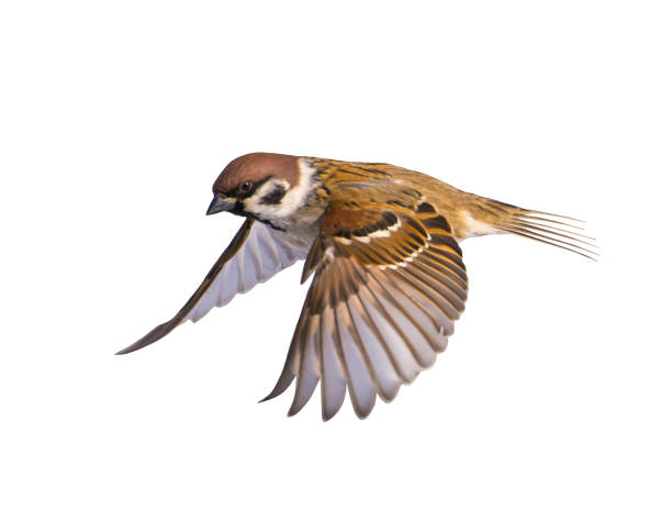 bird sparrow on white background. - passerine imagens e fotografias de stock