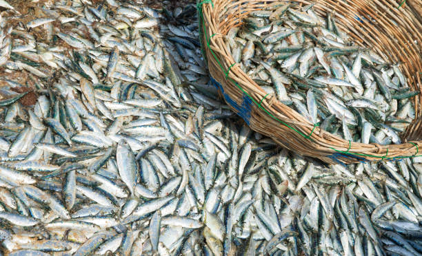 istock Fresh fish catch in fishing net on beach 668770912