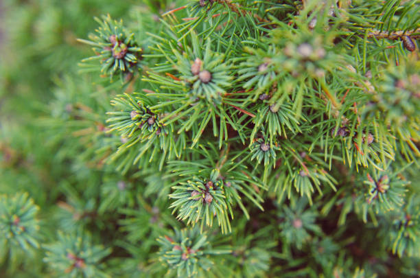 istock Canadian spruce conic, beautiful green tree 668777220