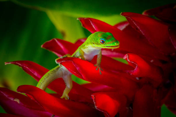 istock Madagascar Gold-Dusted Day Gecko 668780330