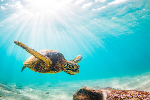 istock Beautiful Hawaiian Green Sea Turtle 668782878