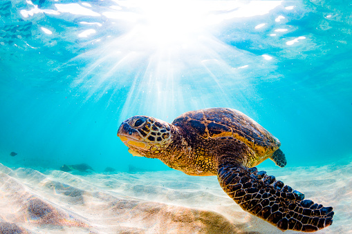 Hawaiian Green Sea Turtle Basking in the warm waters of the Pacific Ocean