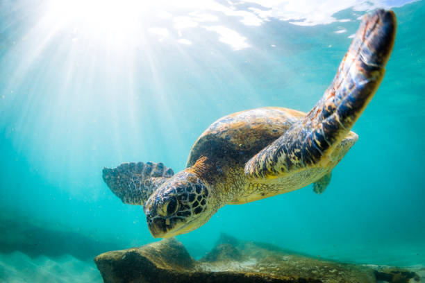 istock Beautiful Hawaiian Green Sea Turtle 668783160