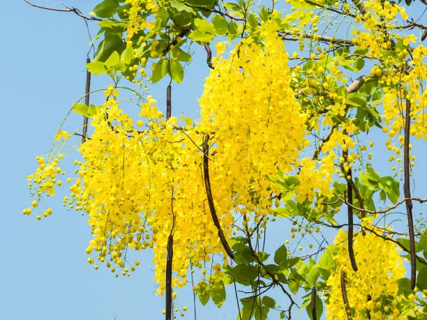 Cassia fistula flower on sky background.