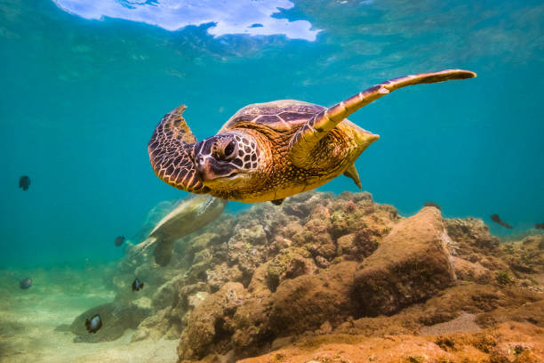 istock Beautiful Hawaiian Green Sea Turtle 668785632