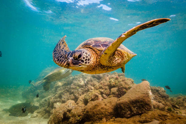 istock Beautiful Hawaiian Green Sea Turtle 668785696