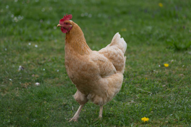 istock happy chicken at eastern in south germany on green grass 668785810
