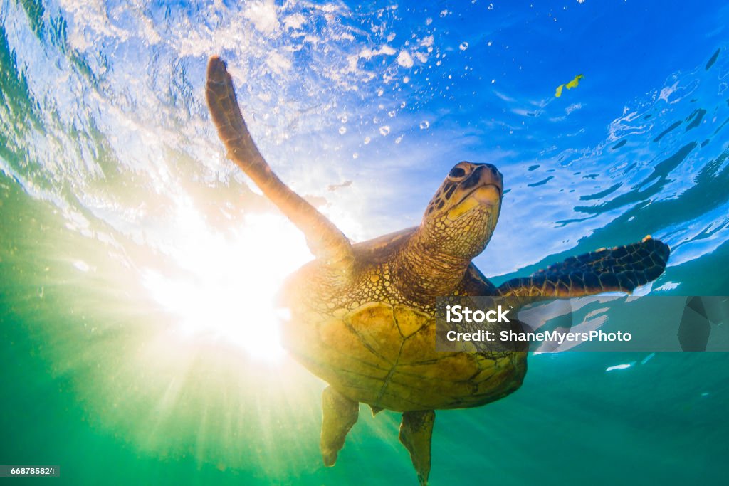 Beautiful Hawaiian Green Sea Turtle Hawaiian Green Sea Turtle Basking in the warm waters of the Pacific Ocean Turtle Stock Photo