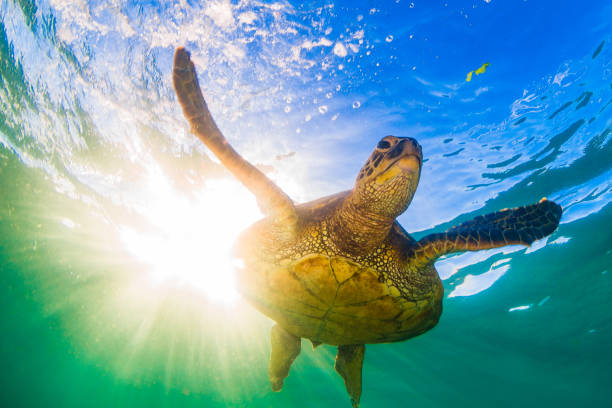 Beautiful Hawaiian Green Sea Turtle Hawaiian Green Sea Turtle Basking in the warm waters of the Pacific Ocean north shore stock pictures, royalty-free photos & images