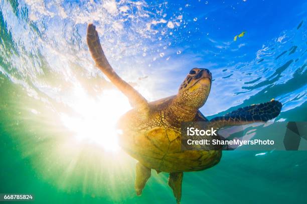 Beautiful Hawaiian Green Sea Turtle Stock Photo - Download Image Now - Turtle, Sea, Haleiwa