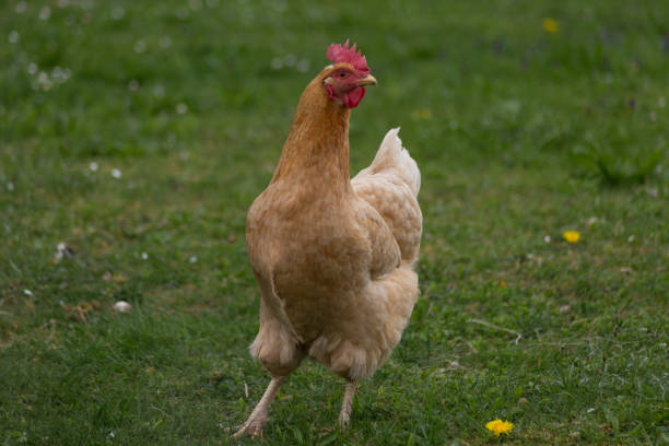 istock happy chicken at eastern in south germany on green grass 668785890