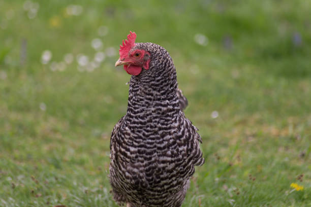 istock happy chicken at eastern in south germany on green grass 668785990